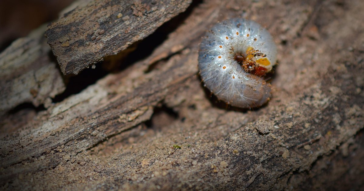 GRUB Bootloader konfigurieren - Linux Boot verwalten