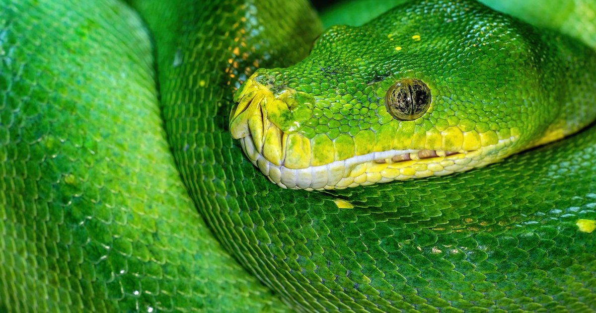 Python für Systemadministration - Skripte und Automatisierung